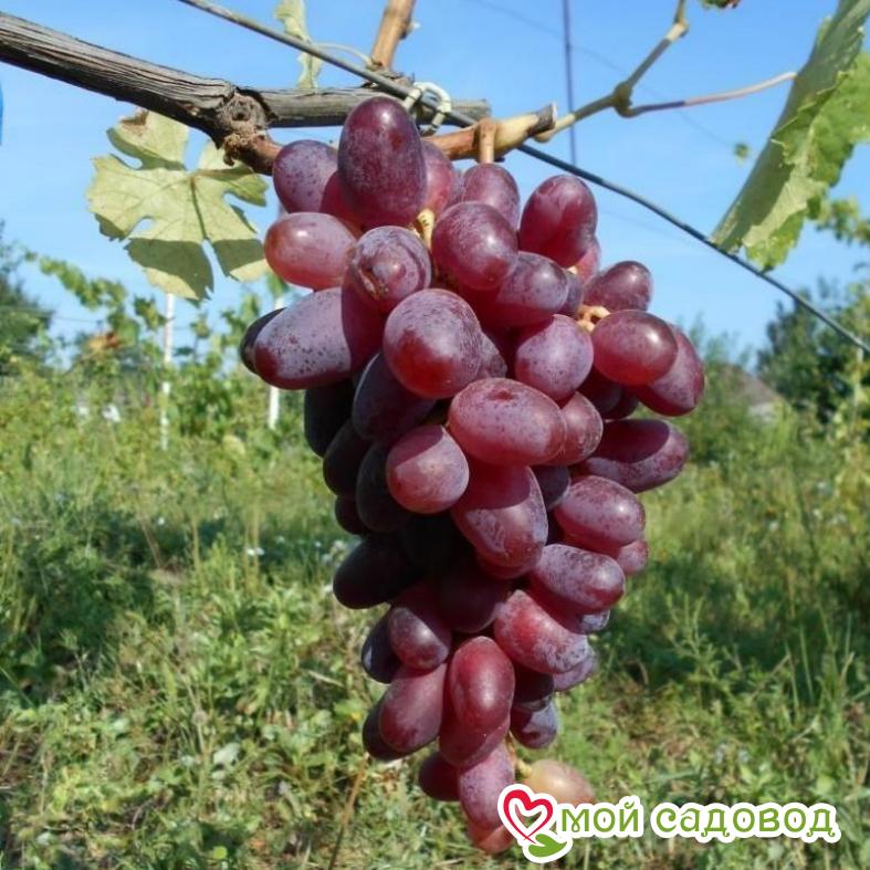 Виноград Шахиня Ирана