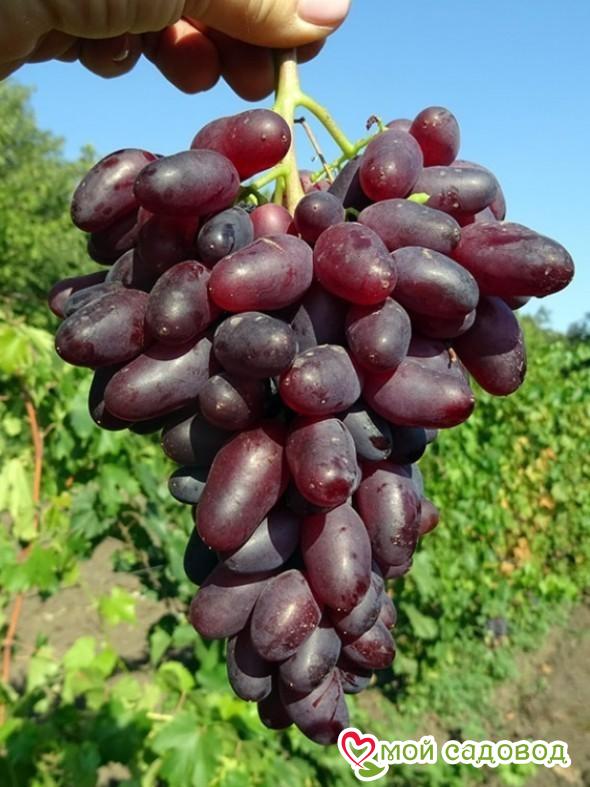 Виноград Яся