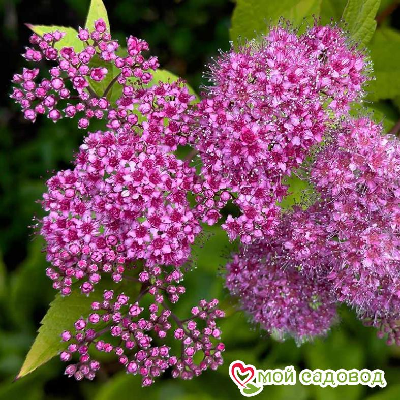 Спирея японская «Криспа» (до 70см)