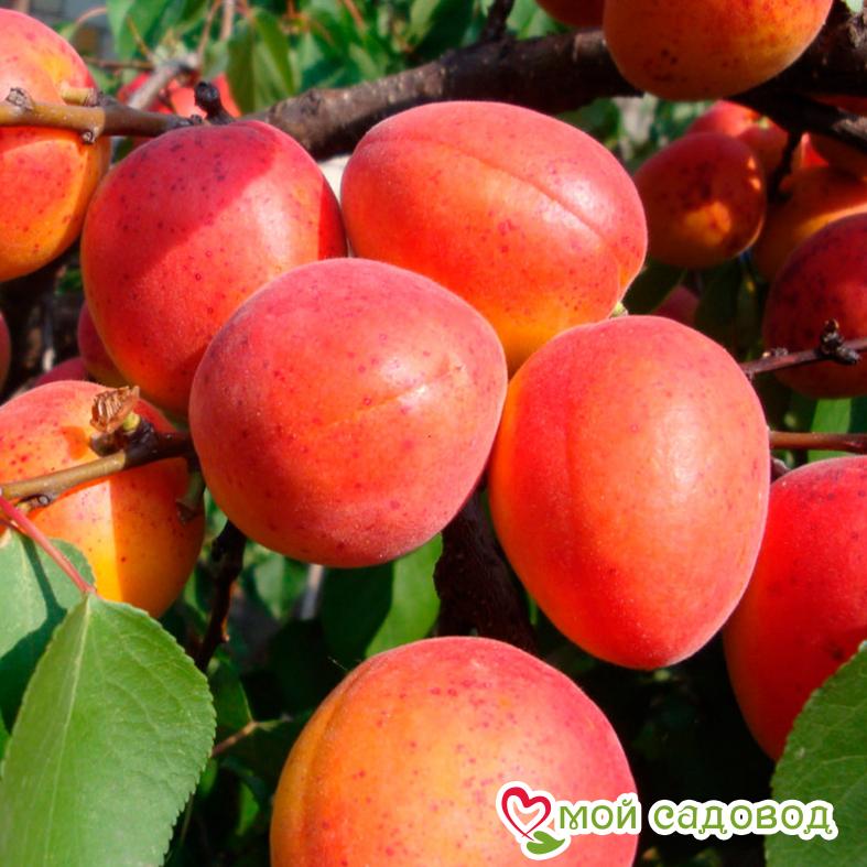 Абрикос Северное сияние