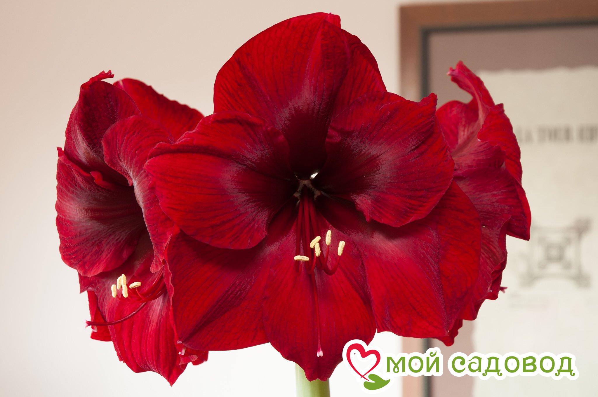 Амариллис Роял Вельвет