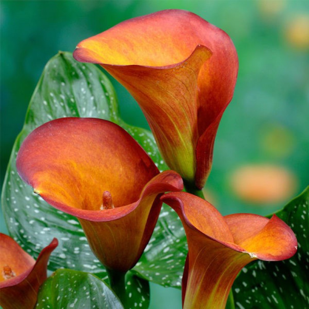 Калла Манго