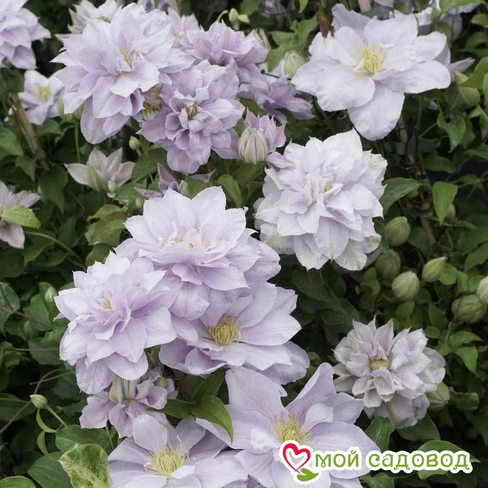 Клематис Беллиссимо