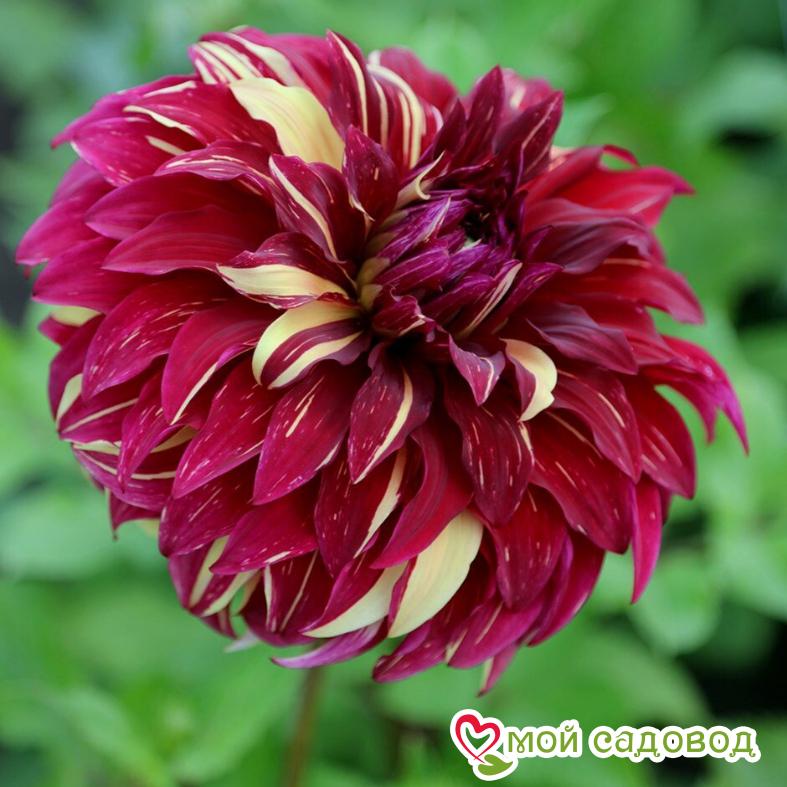 Георгина Богемиан Спартакус