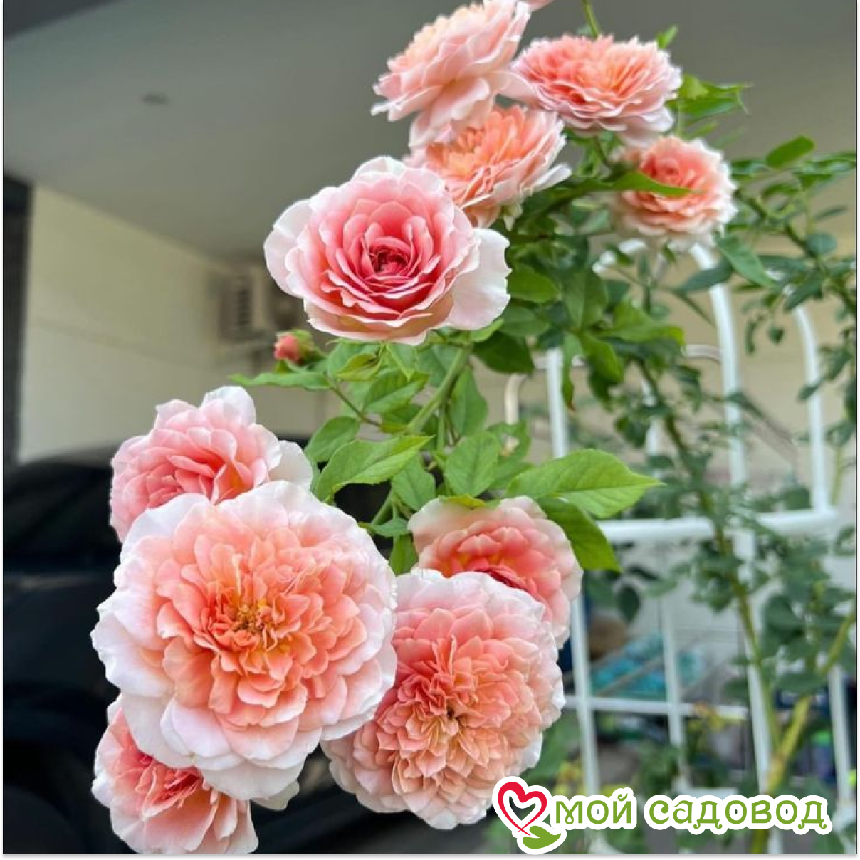 РОЗА ПЛЕТИСТАЯ РОБЭ АЛЯ ФРАНСУА