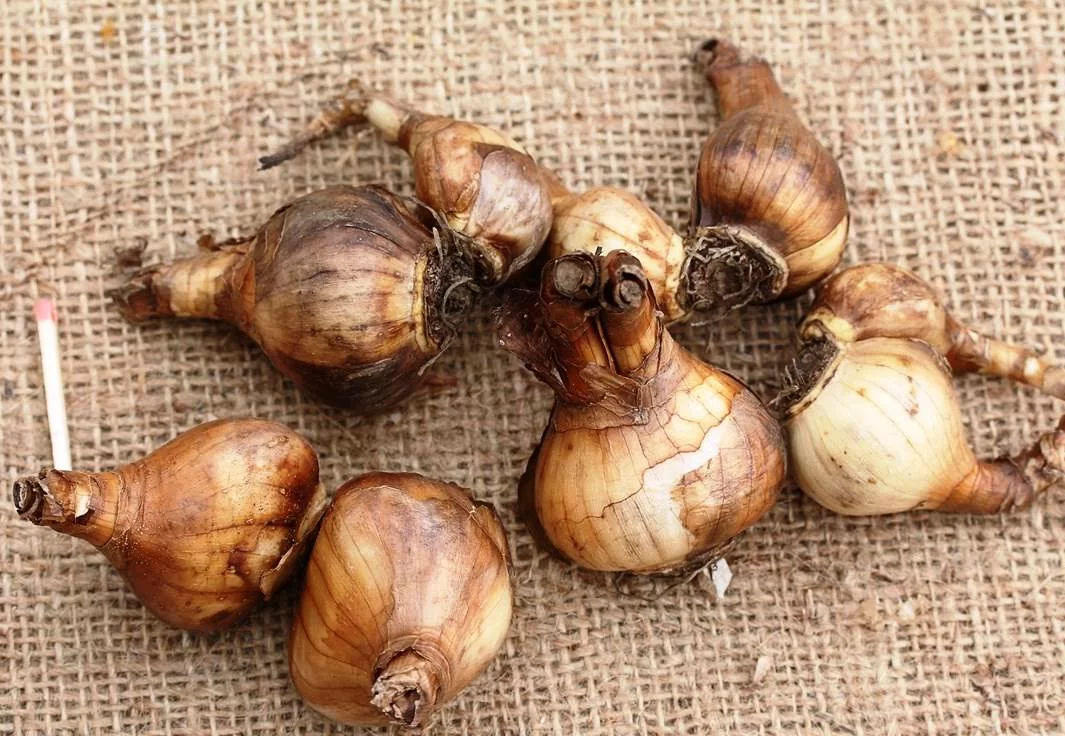 Нарцисс Кайрос